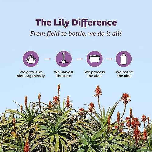 Pack of 2 x Lily of the Desert Aloe Vera Gelly Soothing Moisturizer - 8 oz